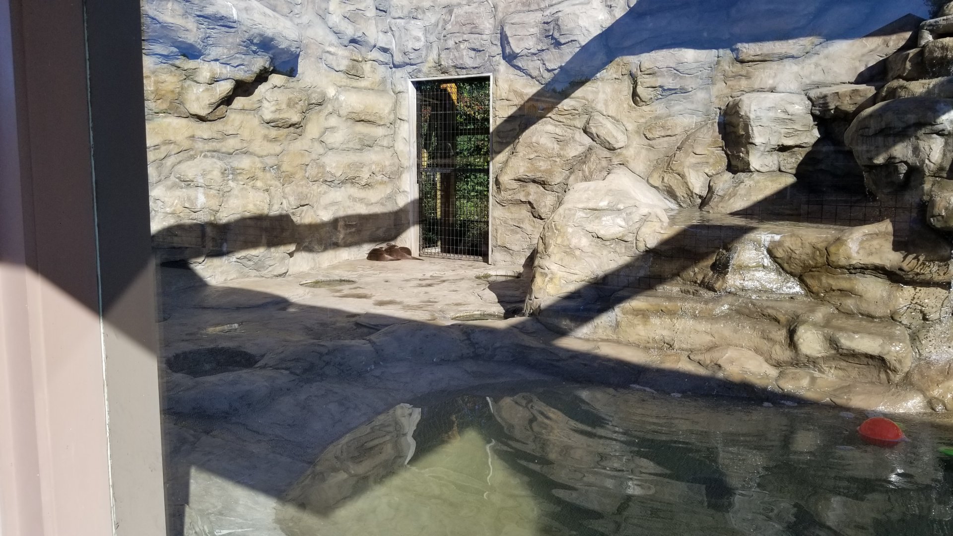 Wild Animal Park - Asian small clawed otter