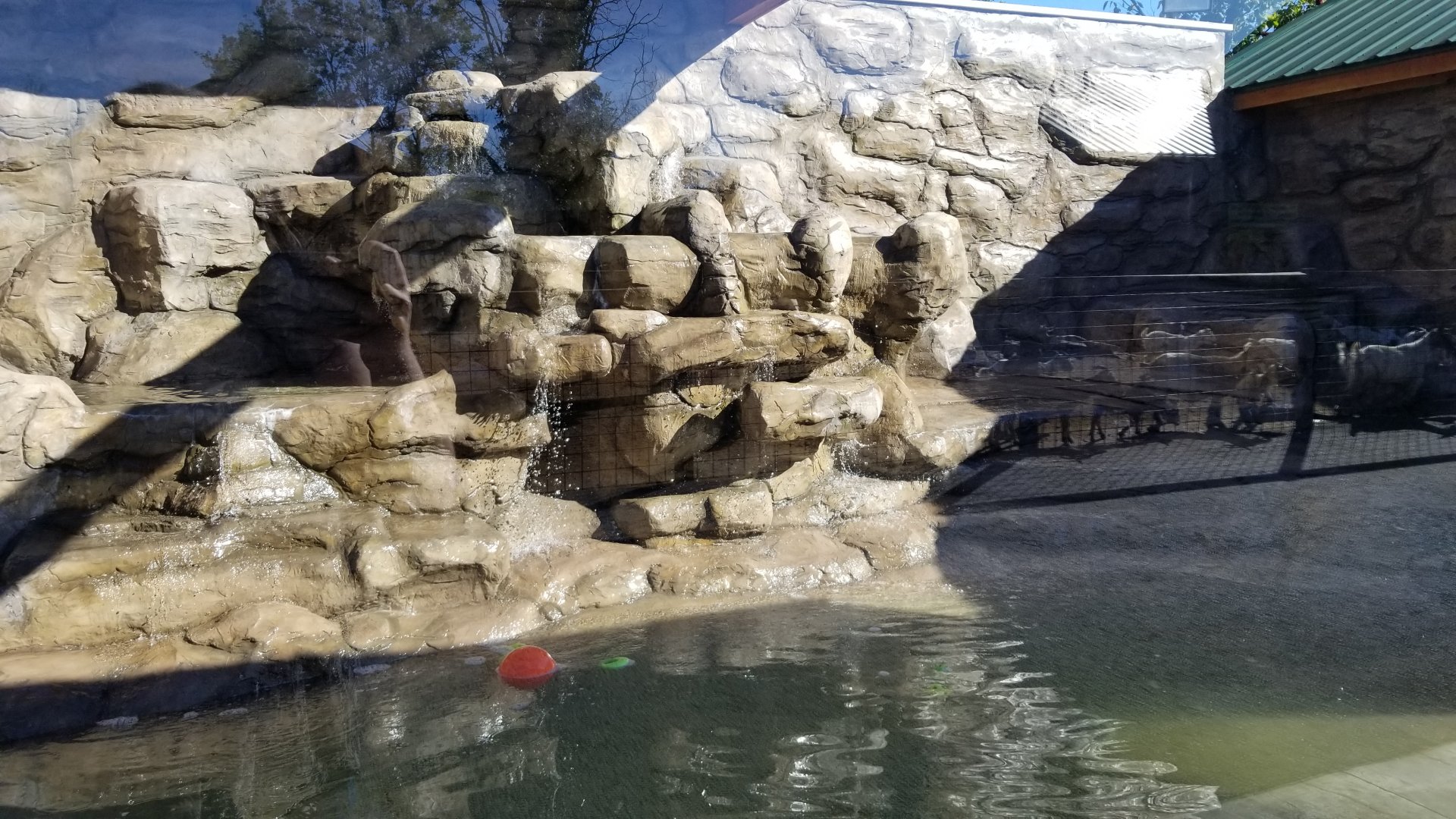 Wild Animal Park - Asian small clawed otter