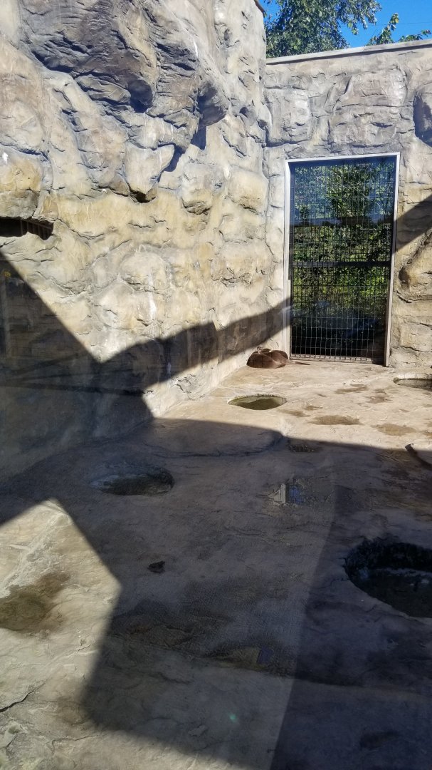 Wild Animal Park - Asian small clawed otter