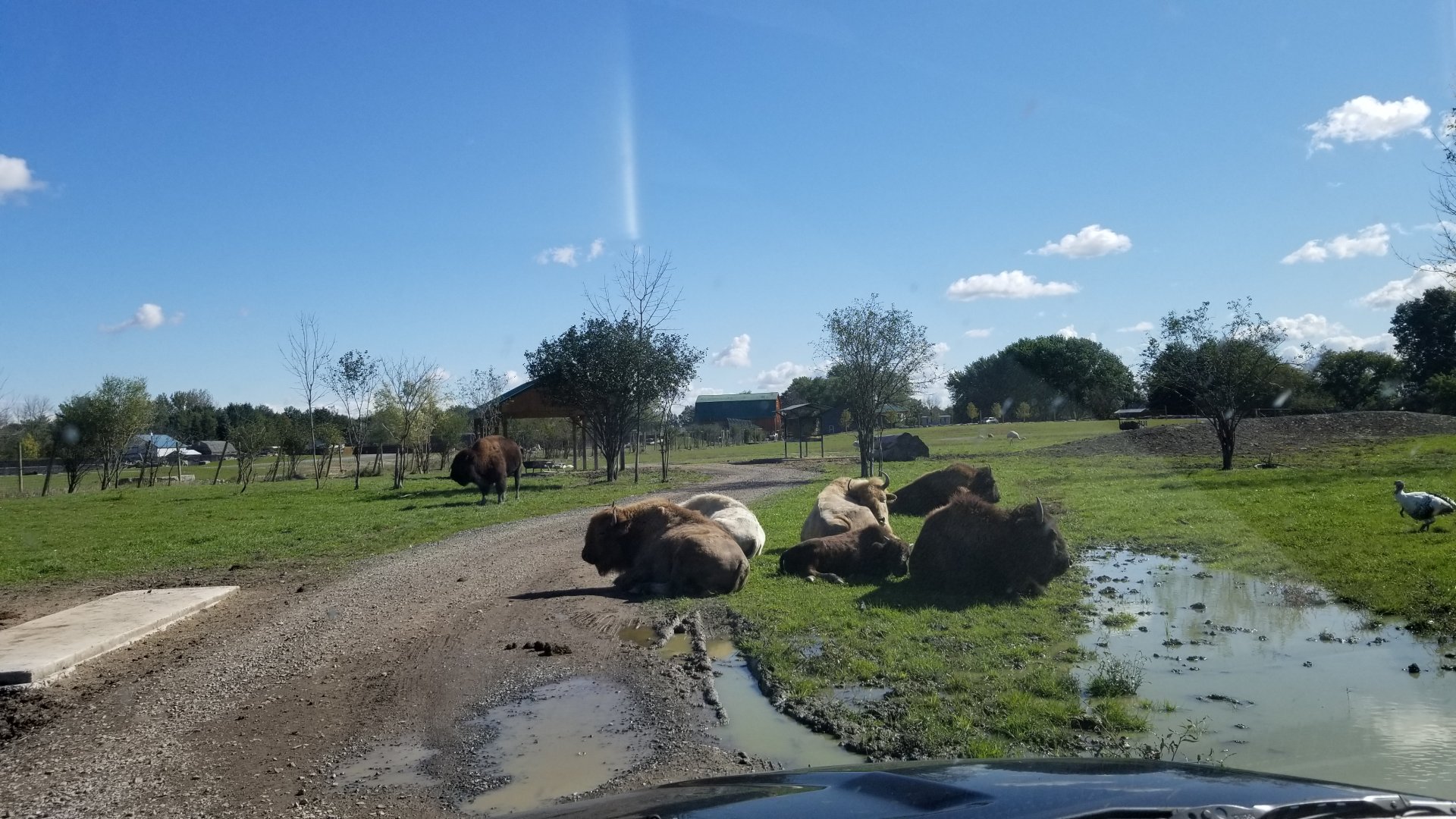 Wild Animal Park - Bison, turkey