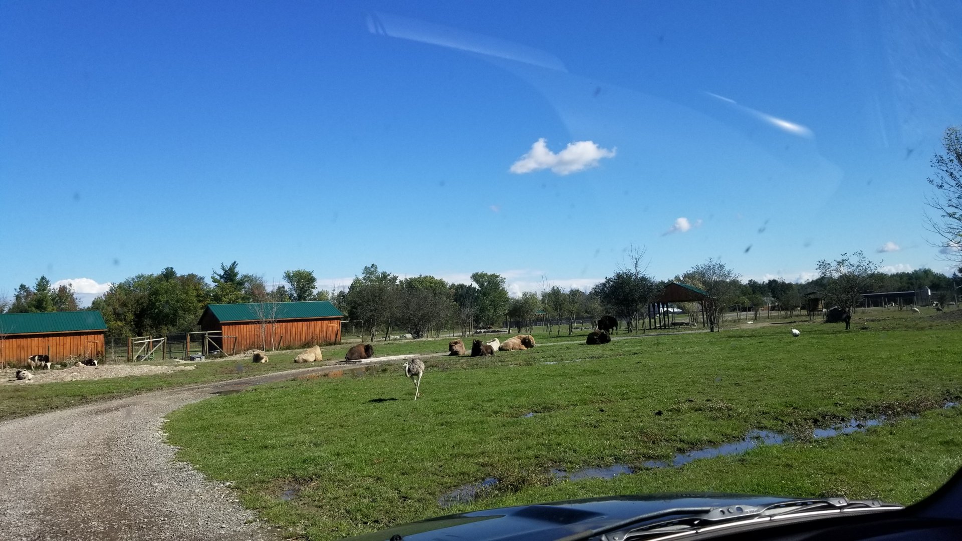 Wild Animal Park - Bison, yak, rhea