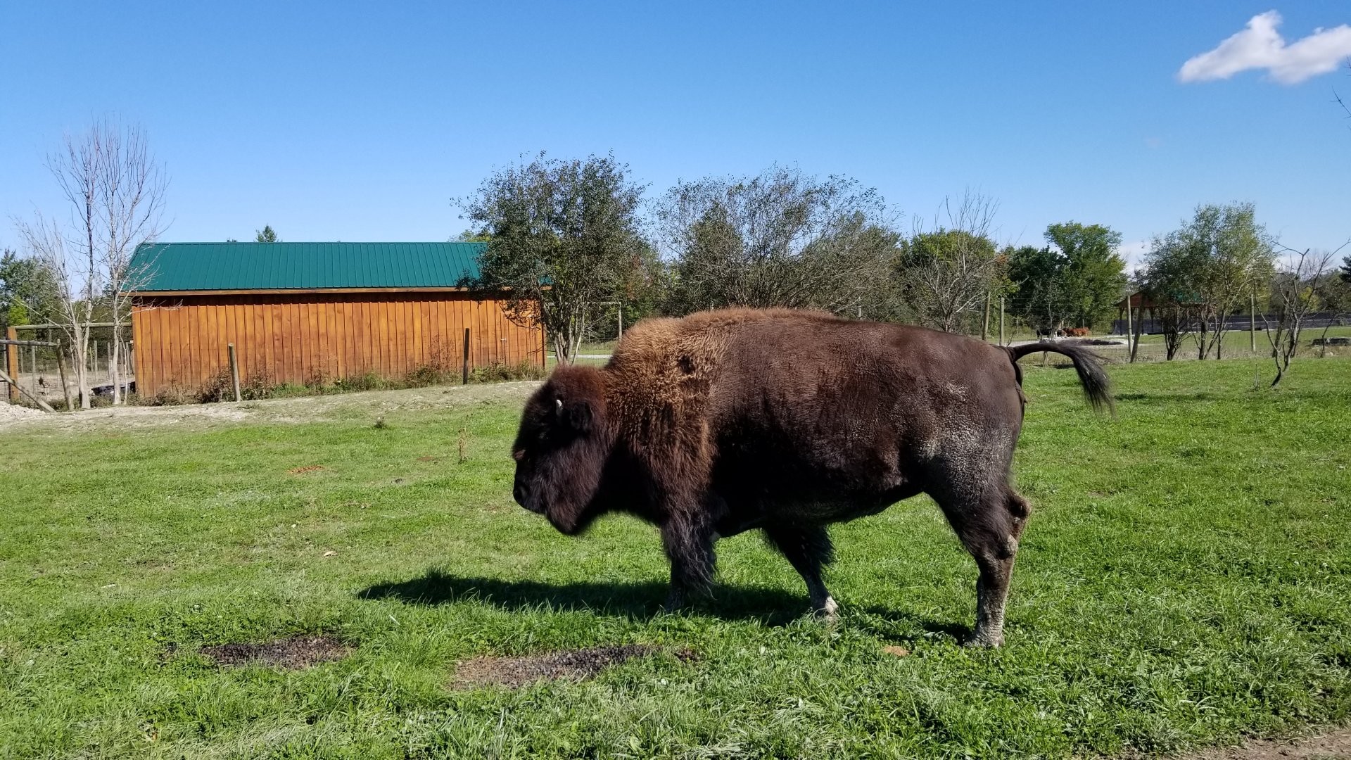 Wild Animal Park - Bison