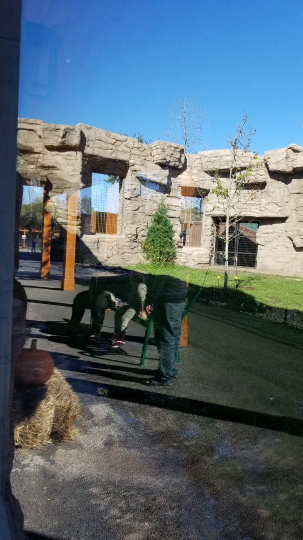 Wild Animal Park - Black bears