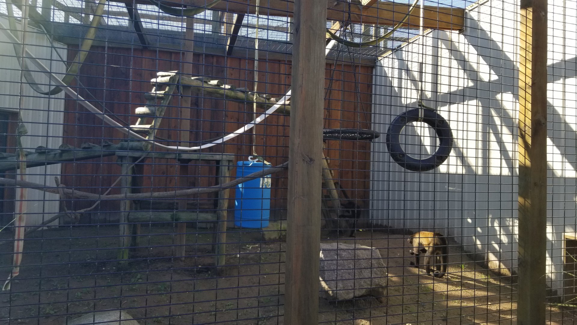 Wild Animal Park - Black-handed spider monkey