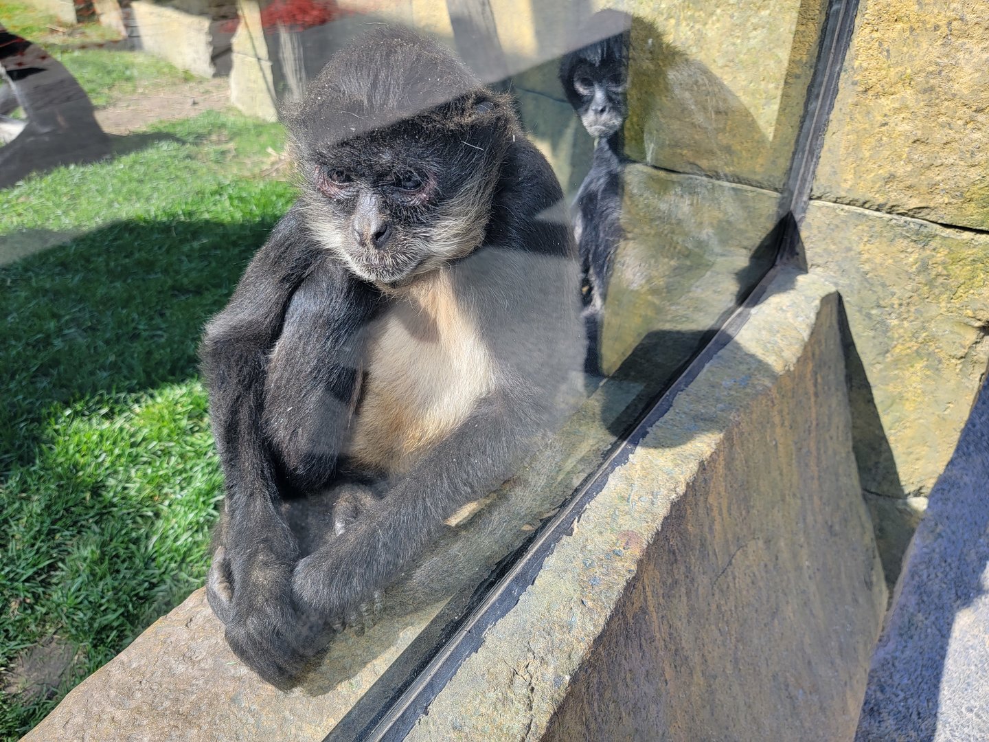 Wild Animal Park - Black-handed Spider Monkeys