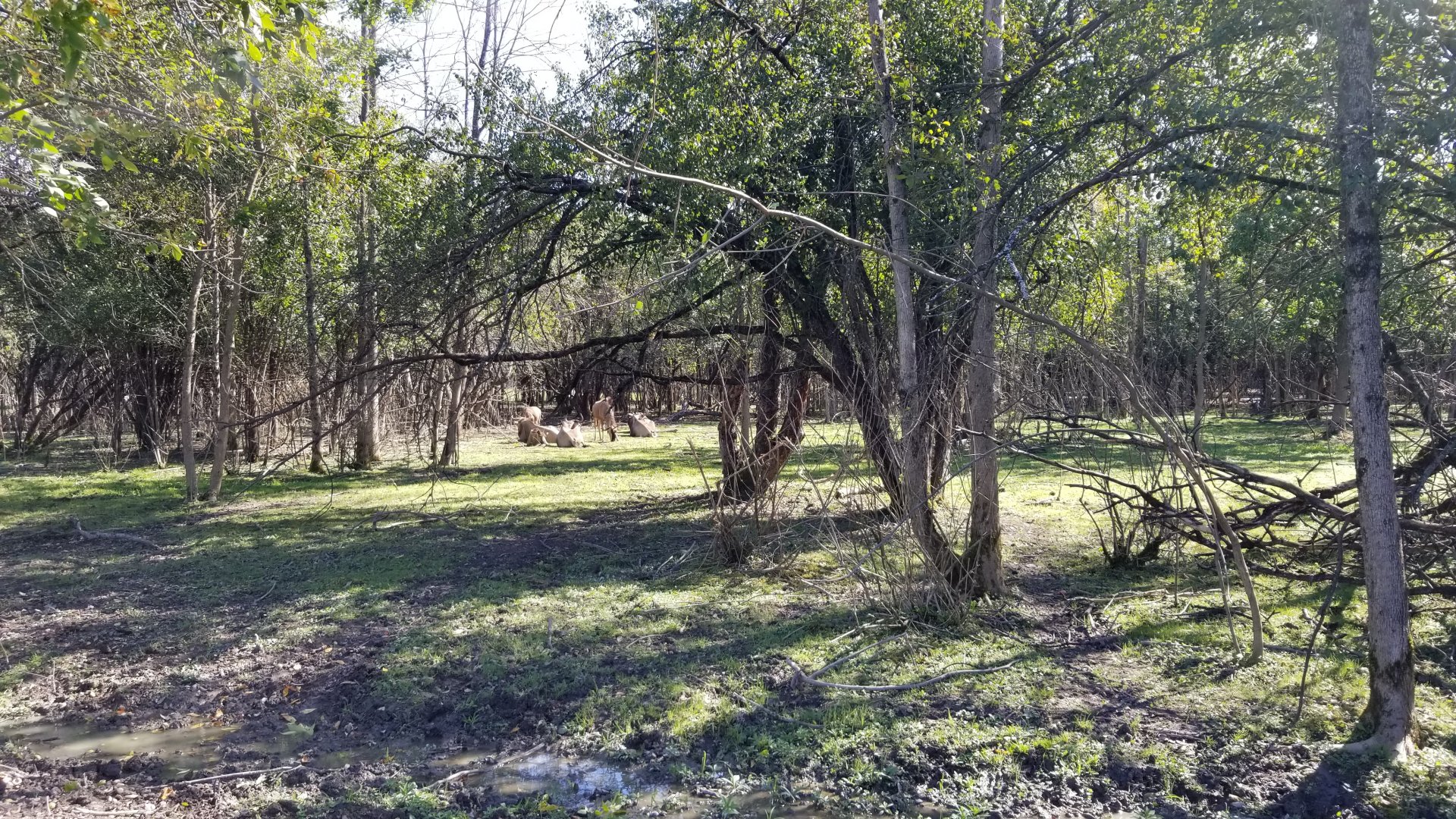 Wild Animal Park - Blue wildebeest with calves