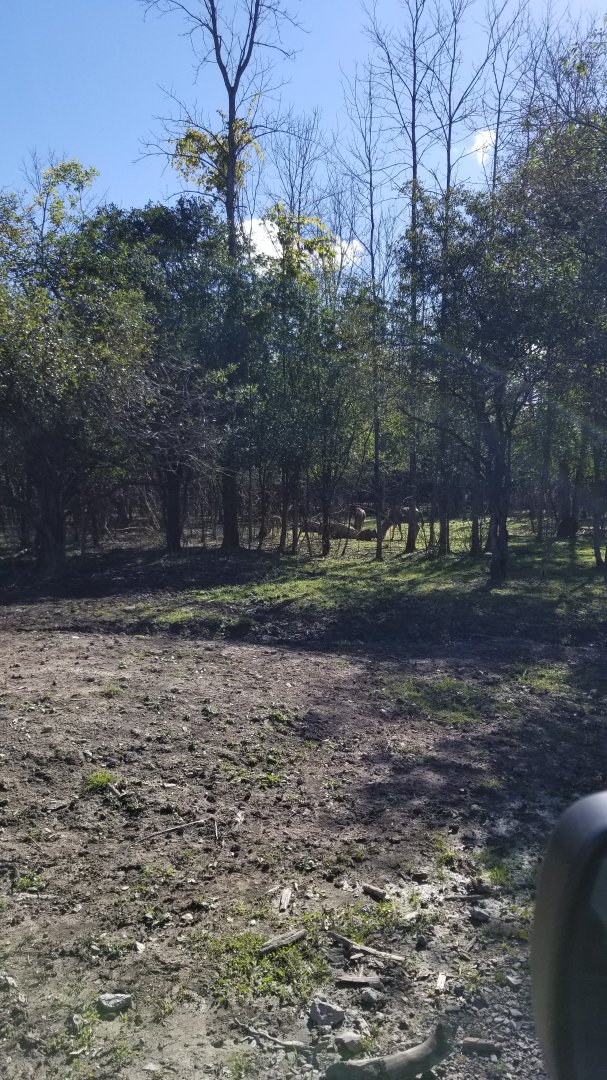 Wild Animal Park - Blue wildebeest