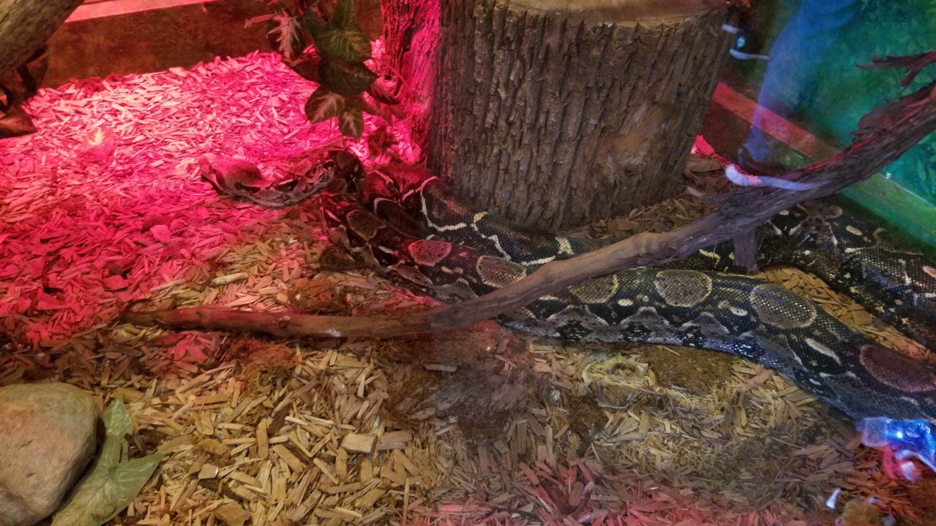 Wild Animal Park - Boa constrictor