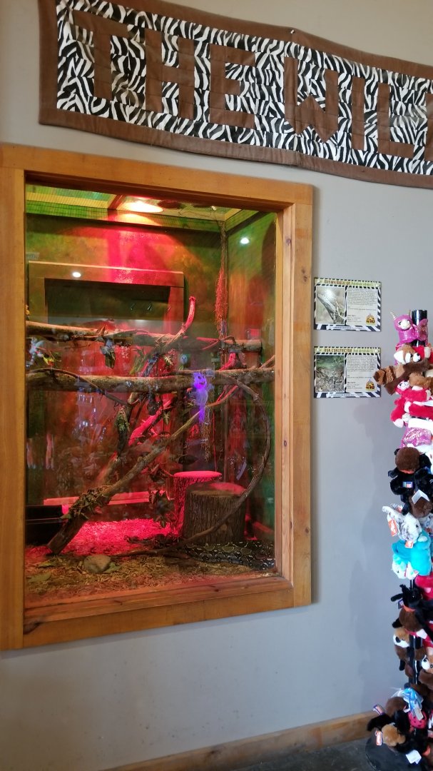 Wild Animal Park - Brown basilisk, boa constrictor