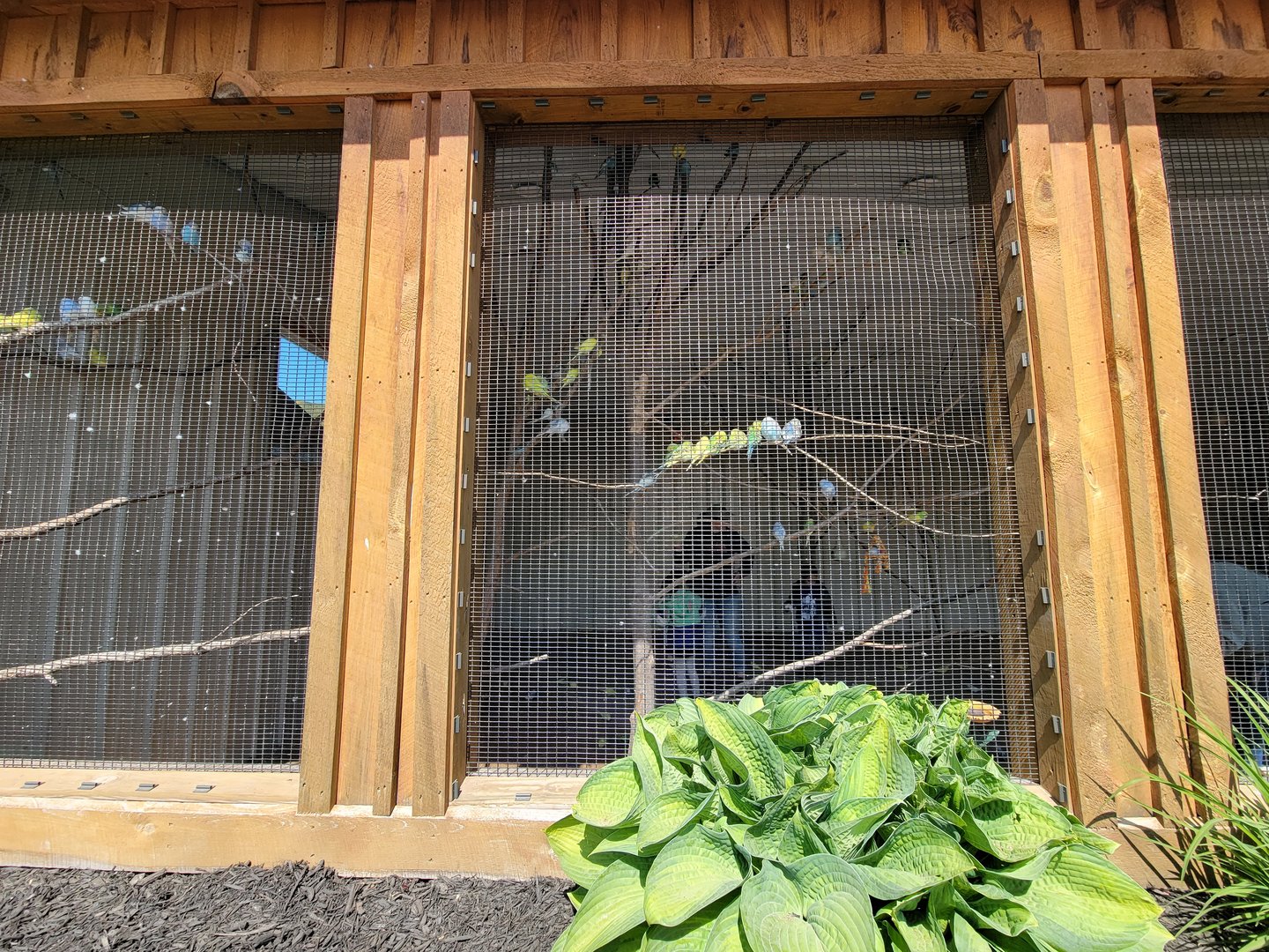 Wild Animal Park - Budgies