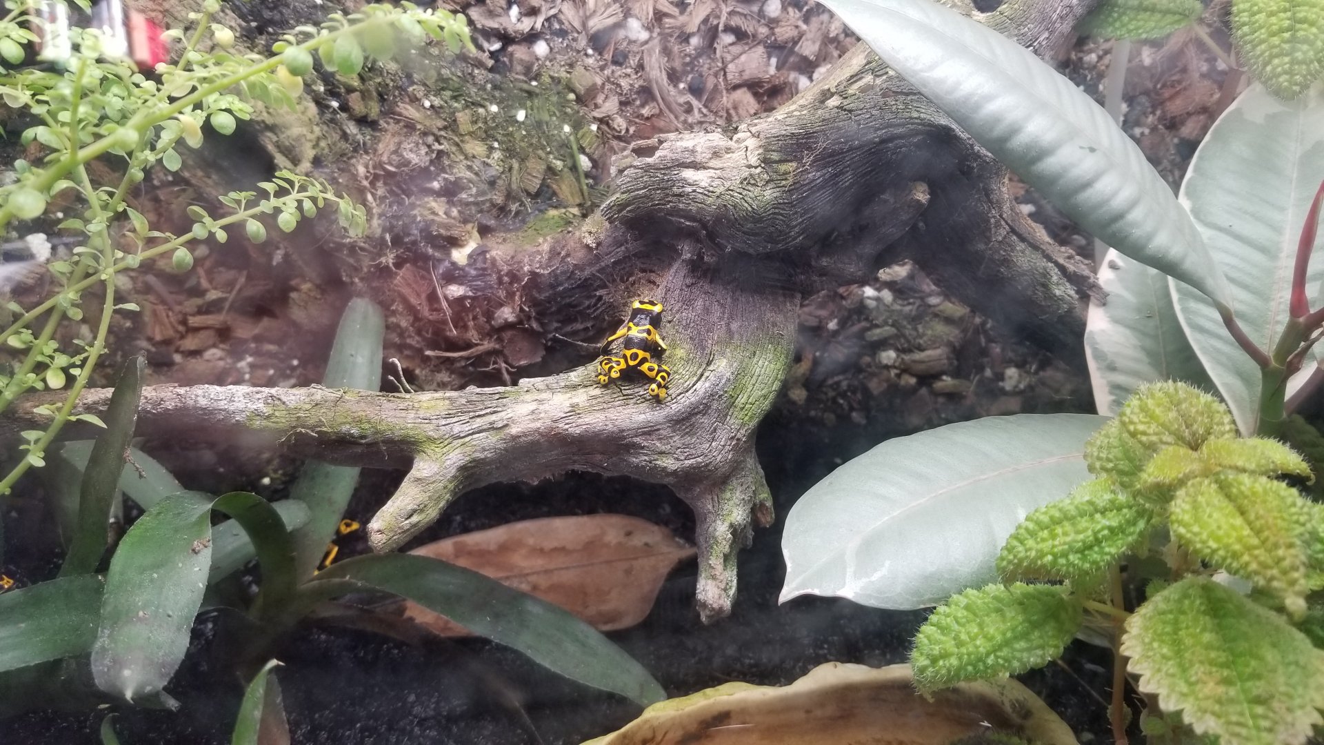 Wild Animal Park - Bumblebee dart frogs