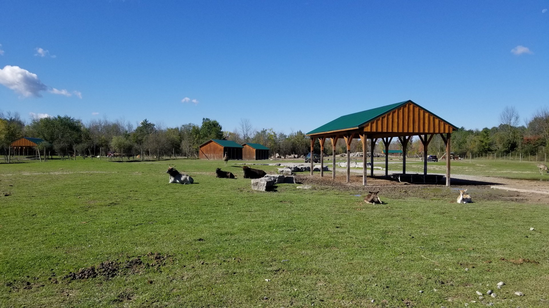 Wild Animal Park - Cattle, fallow deer