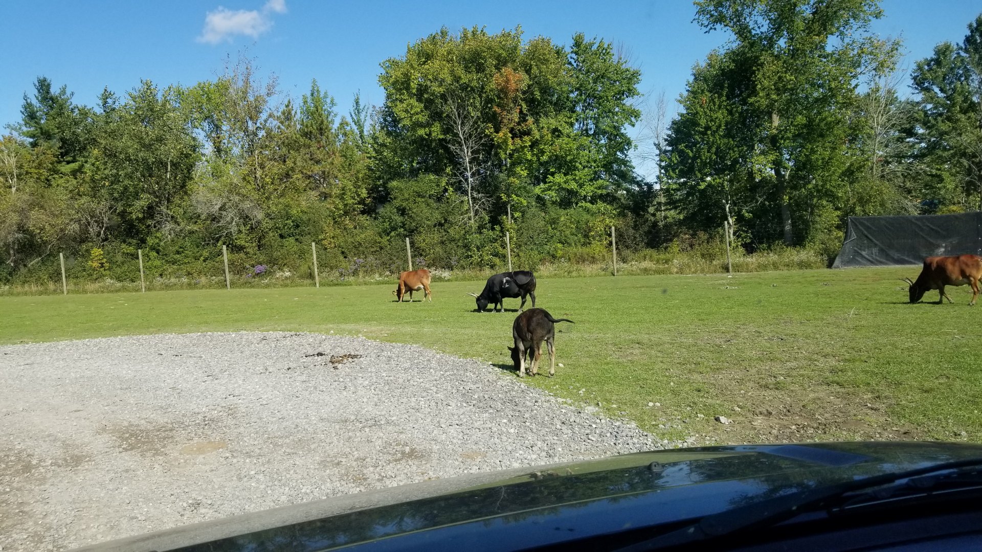 Wild Animal Park - Cattle