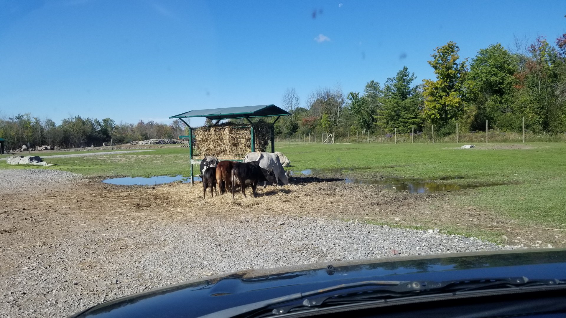 Wild Animal Park - Cattle