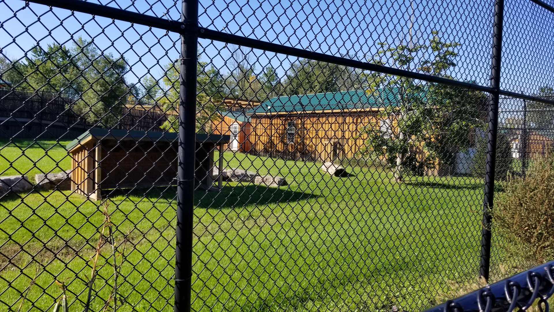 Wild Animal Park - Cheetah yard