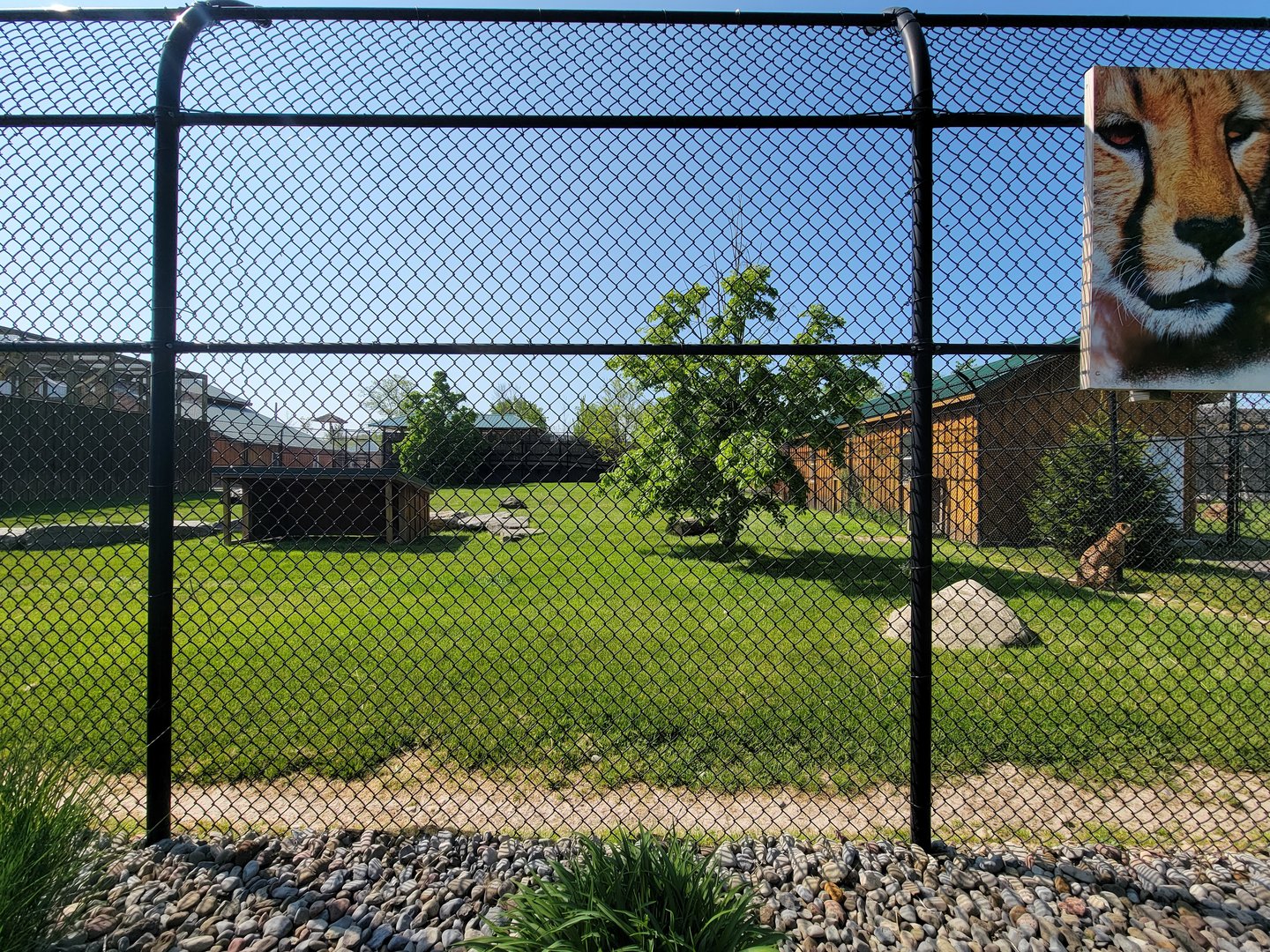 Wild Animal Park - Cheetah yard