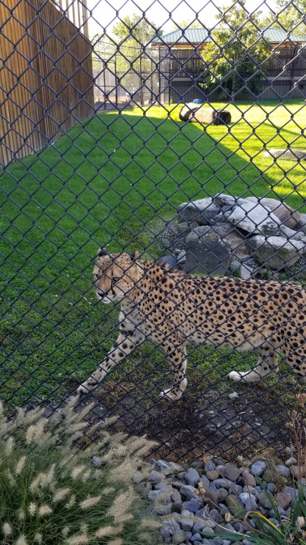 Wild Animal Park - Cheetah