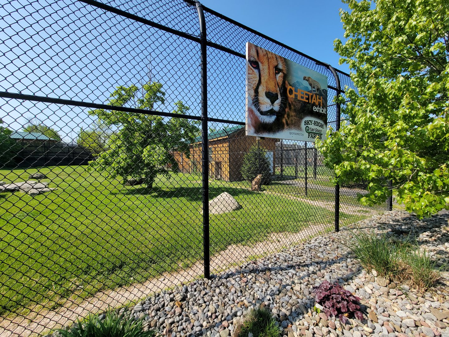 Wild Animal Park - Cheetah