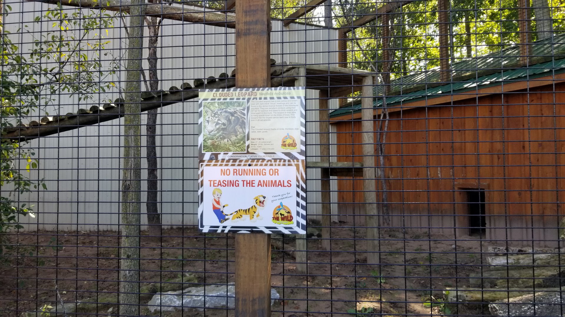 Wild Animal Park - Clouded leopard