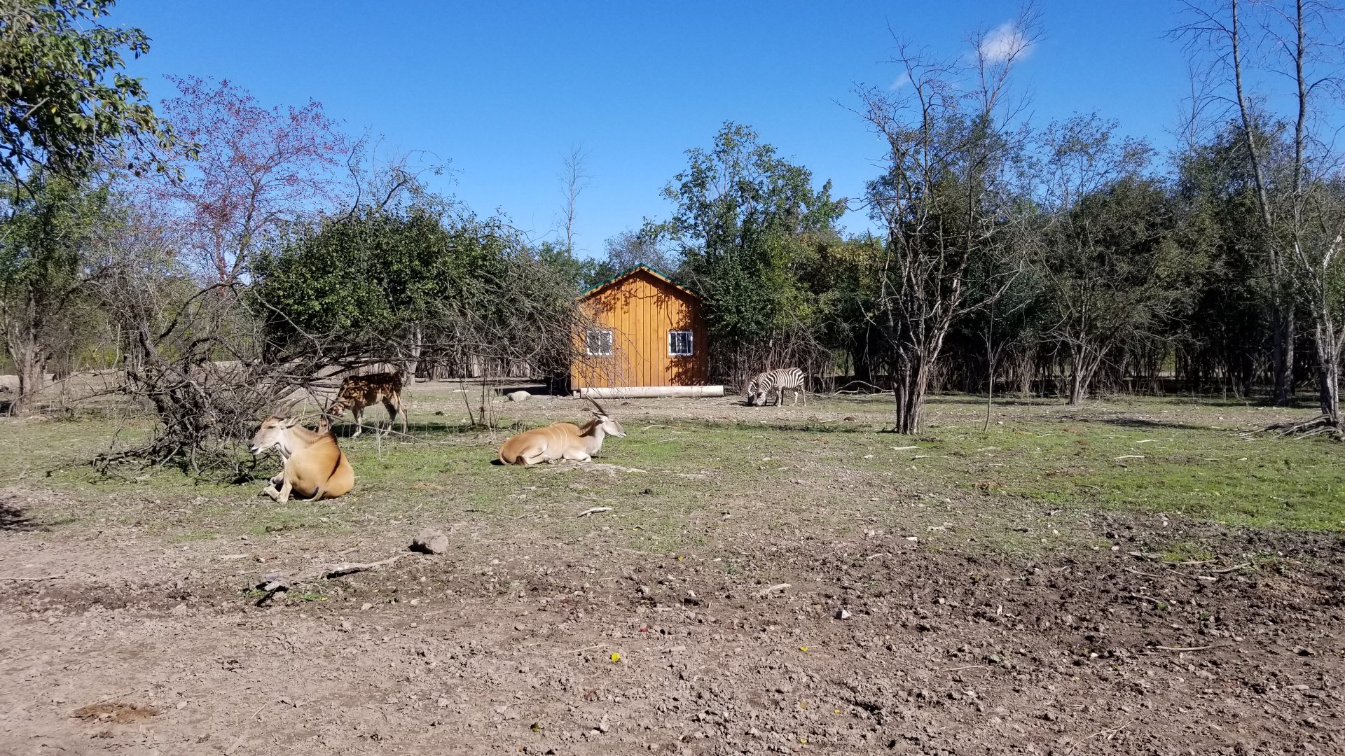 Wild Animal Park - Common eland, zebra