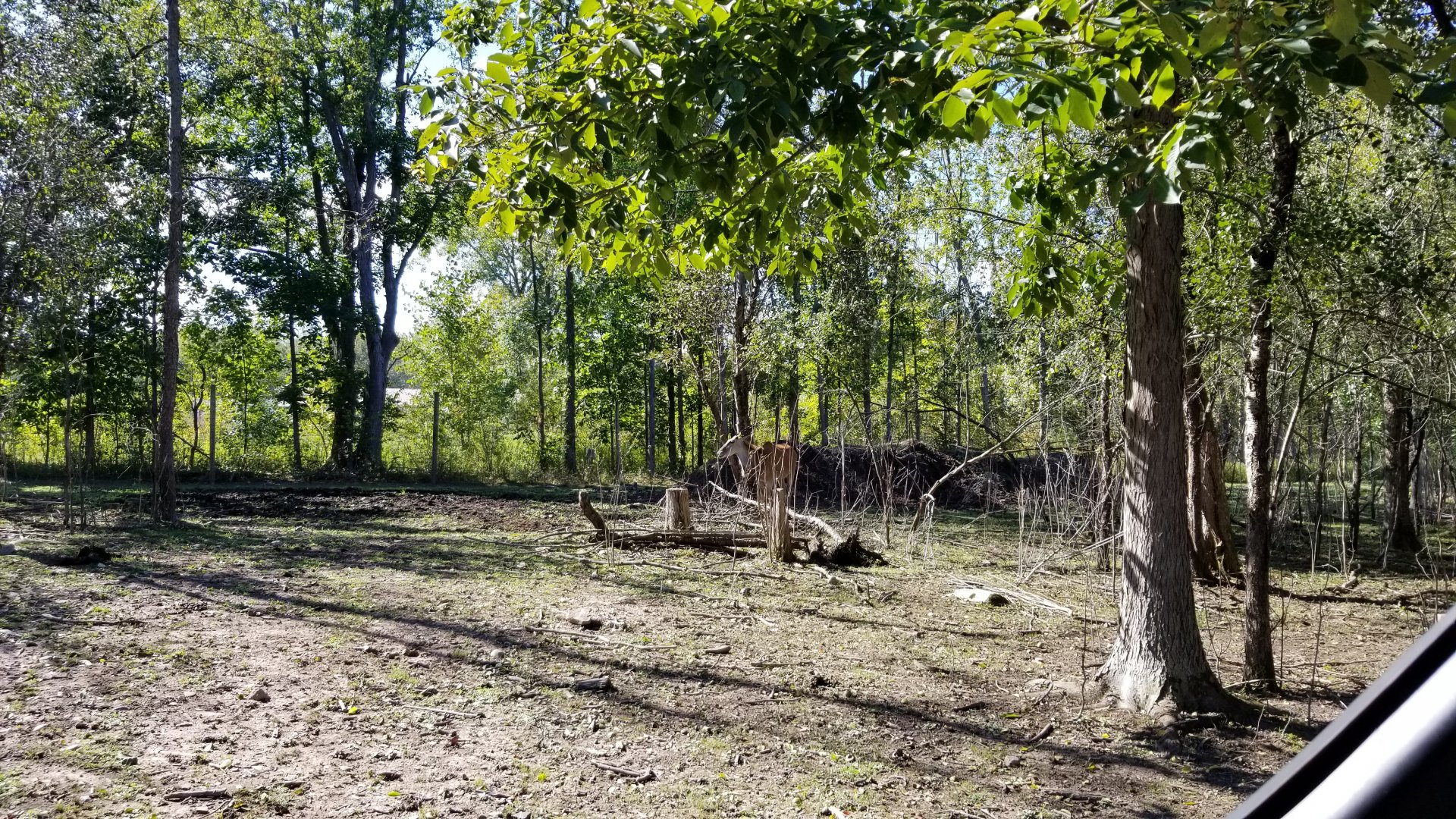Wild Animal Park - Common eland