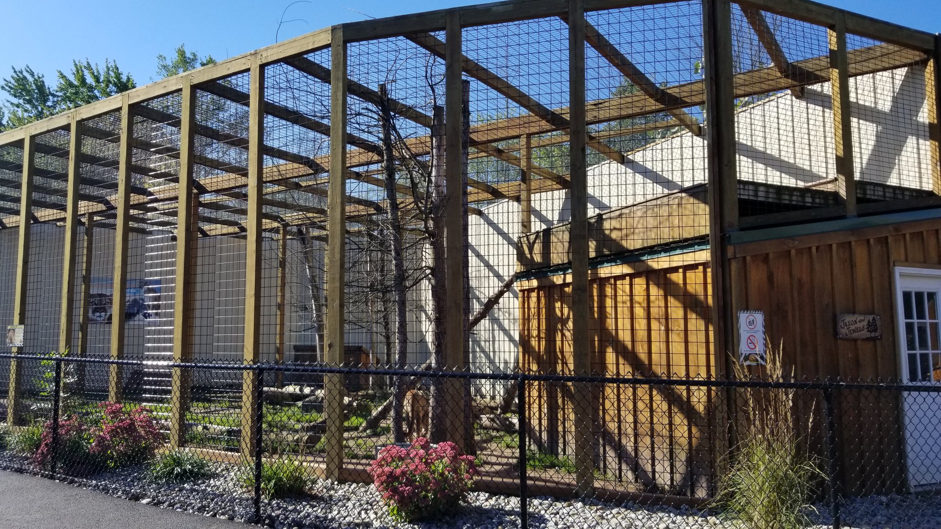 Wild Animal Park - Cougars