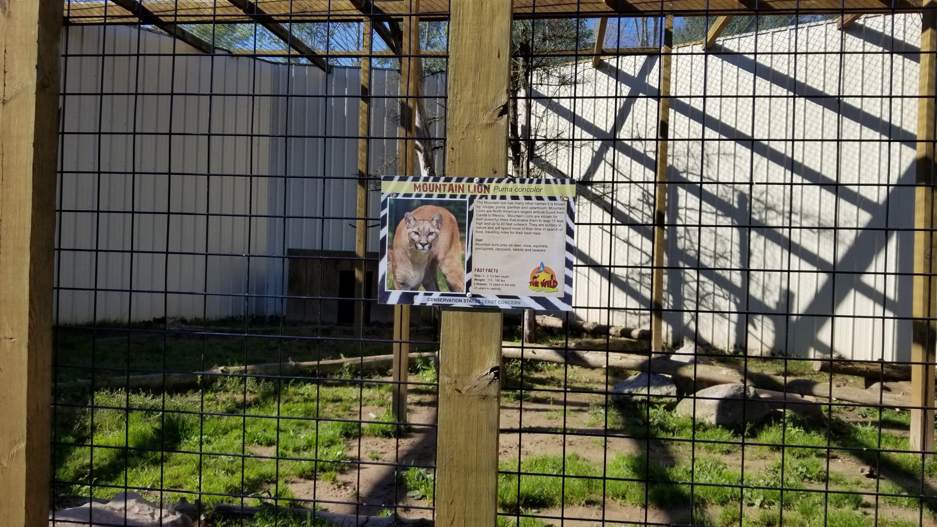 Wild Animal Park - Cougars