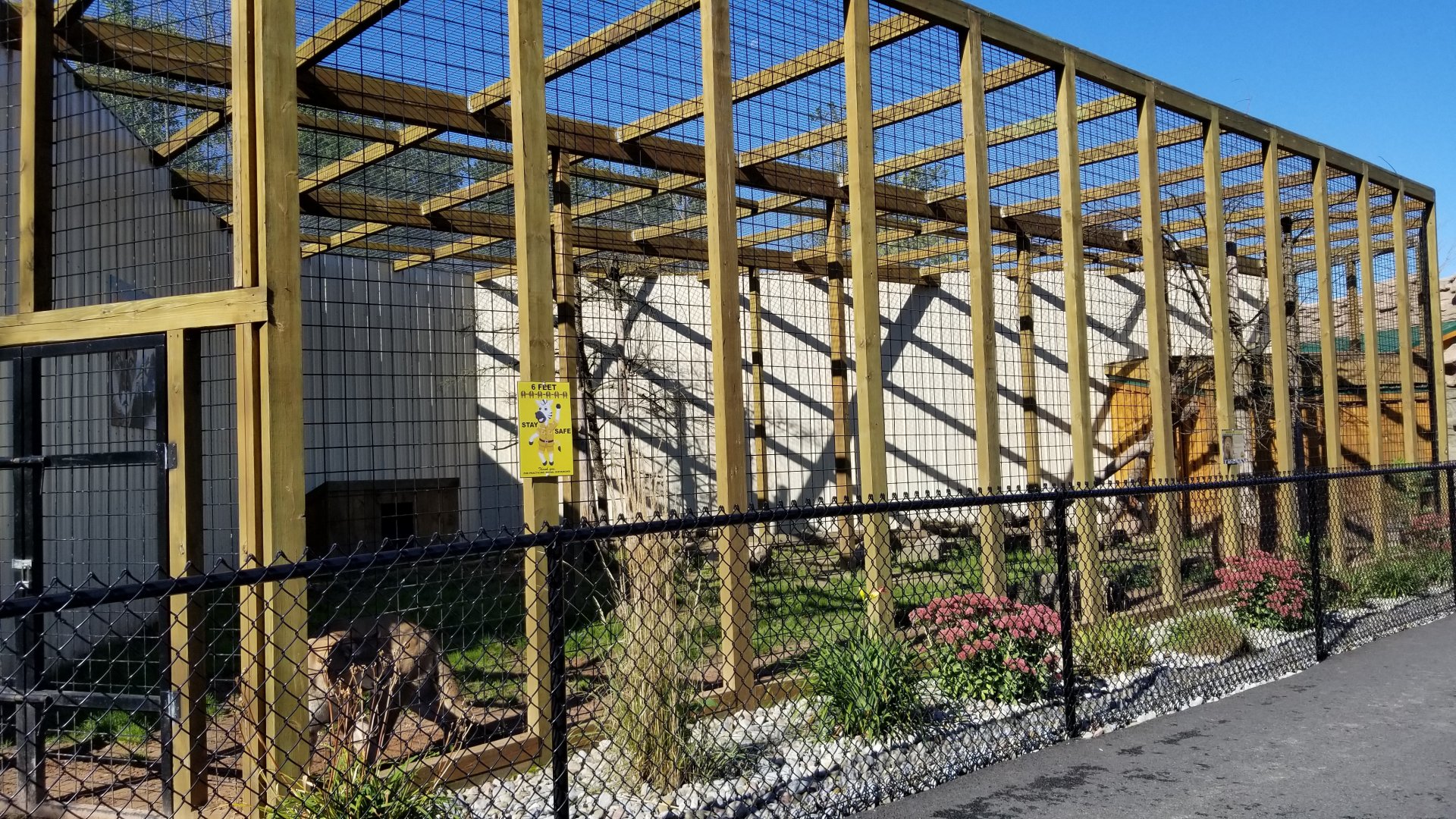 Wild Animal Park - Cougars