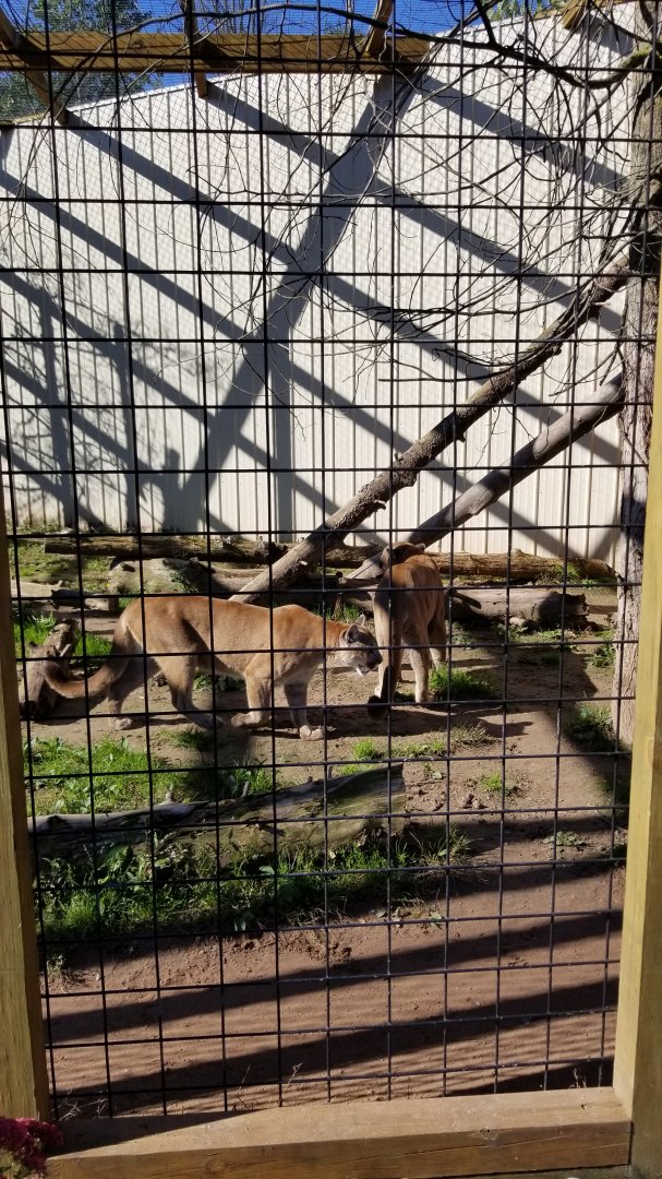 Wild Animal Park - Cougars