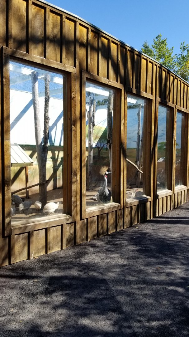 Wild Animal Park - Crowned crane, guineafowl