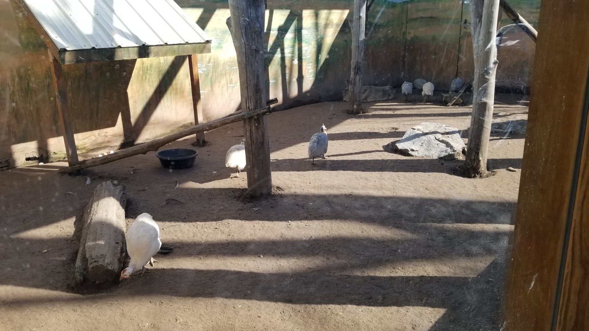 Wild Animal Park - Crowned crane, guineafowl