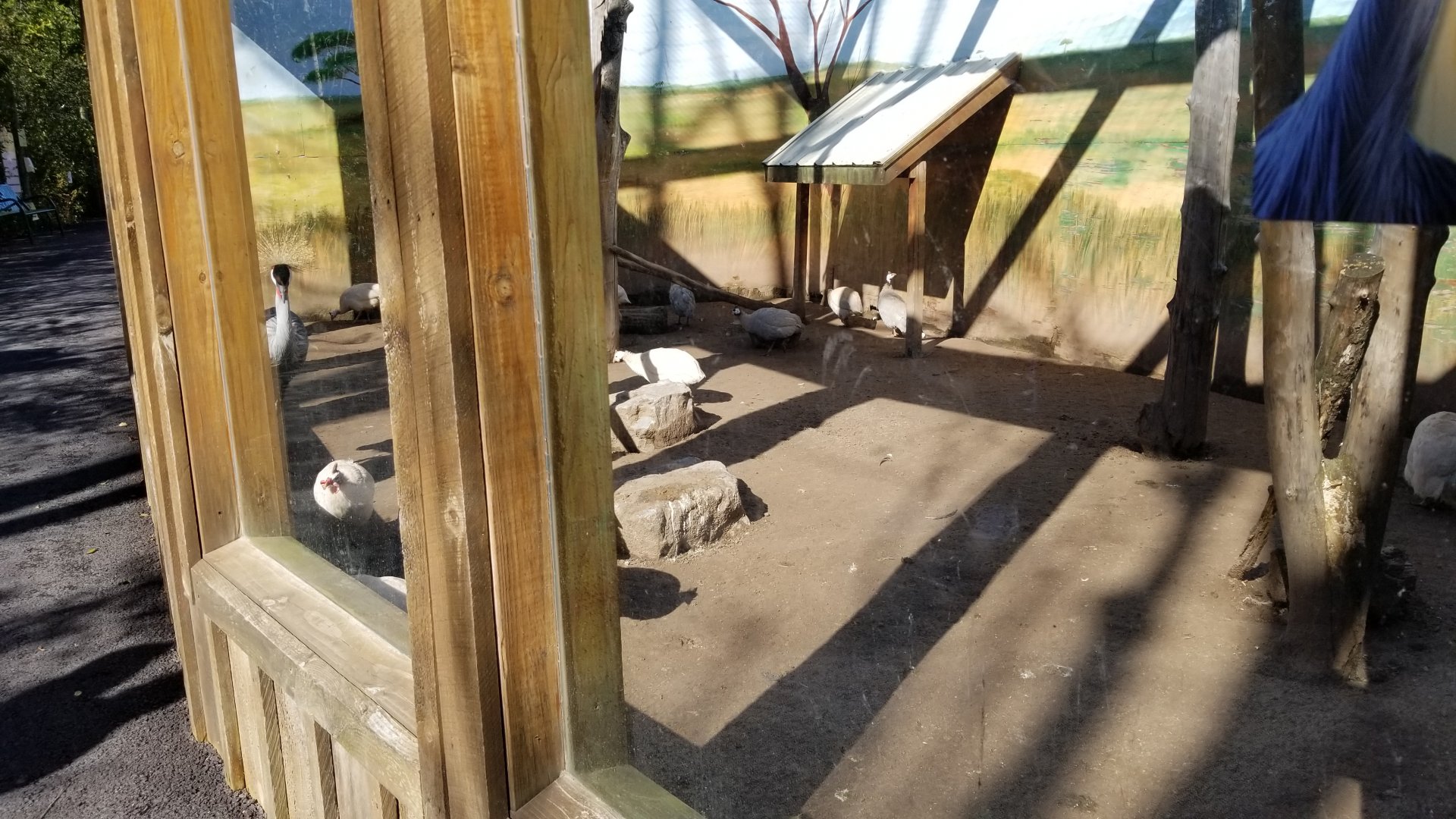 Wild Animal Park - Crowned crane, guineafowl