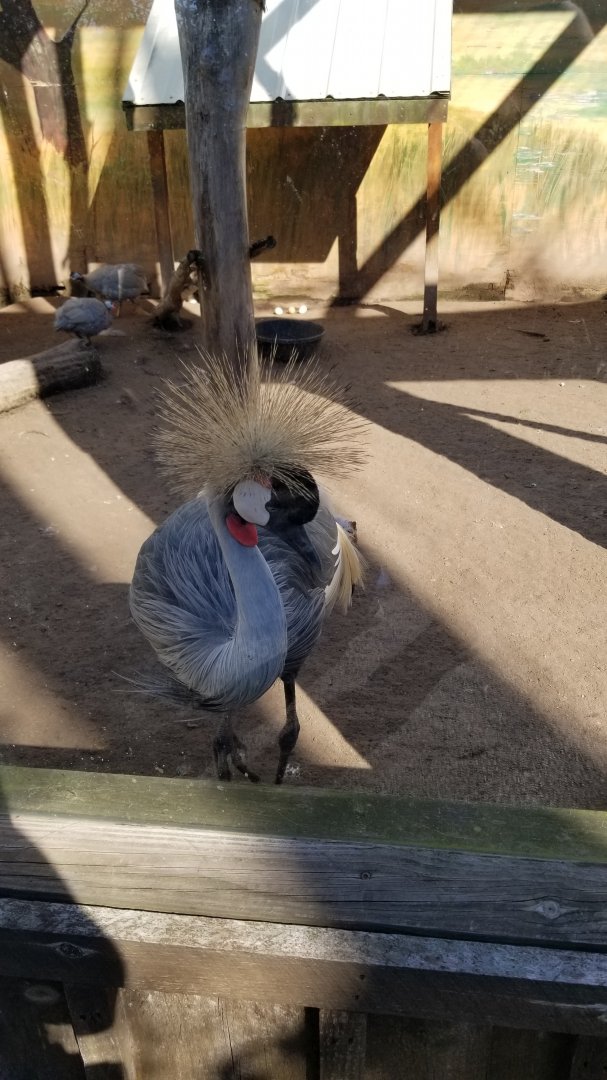 Wild Animal Park - Crowned crane, guineafowl