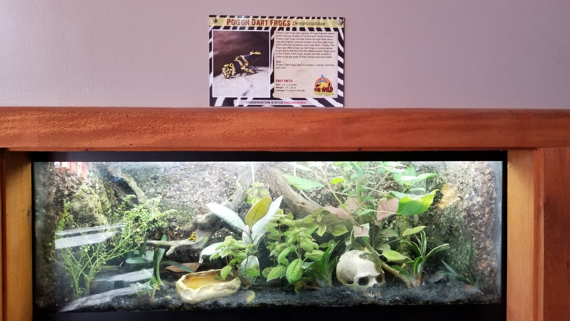 Wild Animal Park - Dart frogs