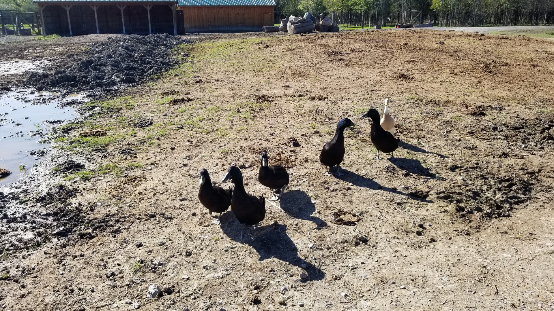 Wild Animal Park - Domestic ducks