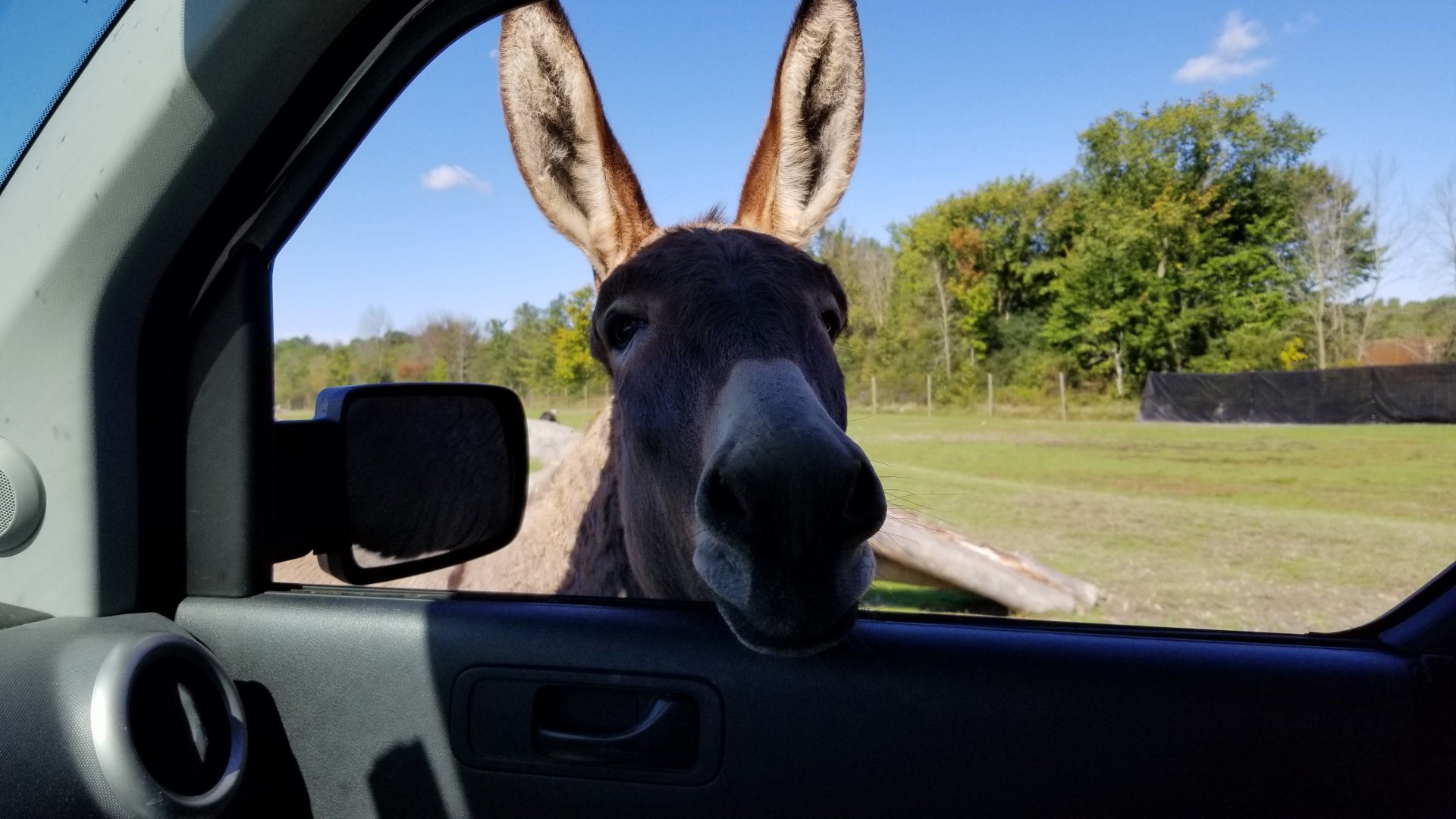 Wild Animal Park - Donkey