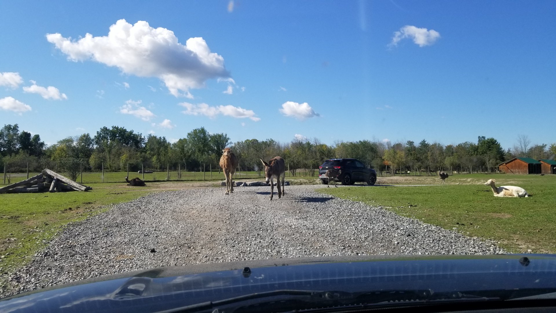Wild Animal Park - Dromedary and donkey