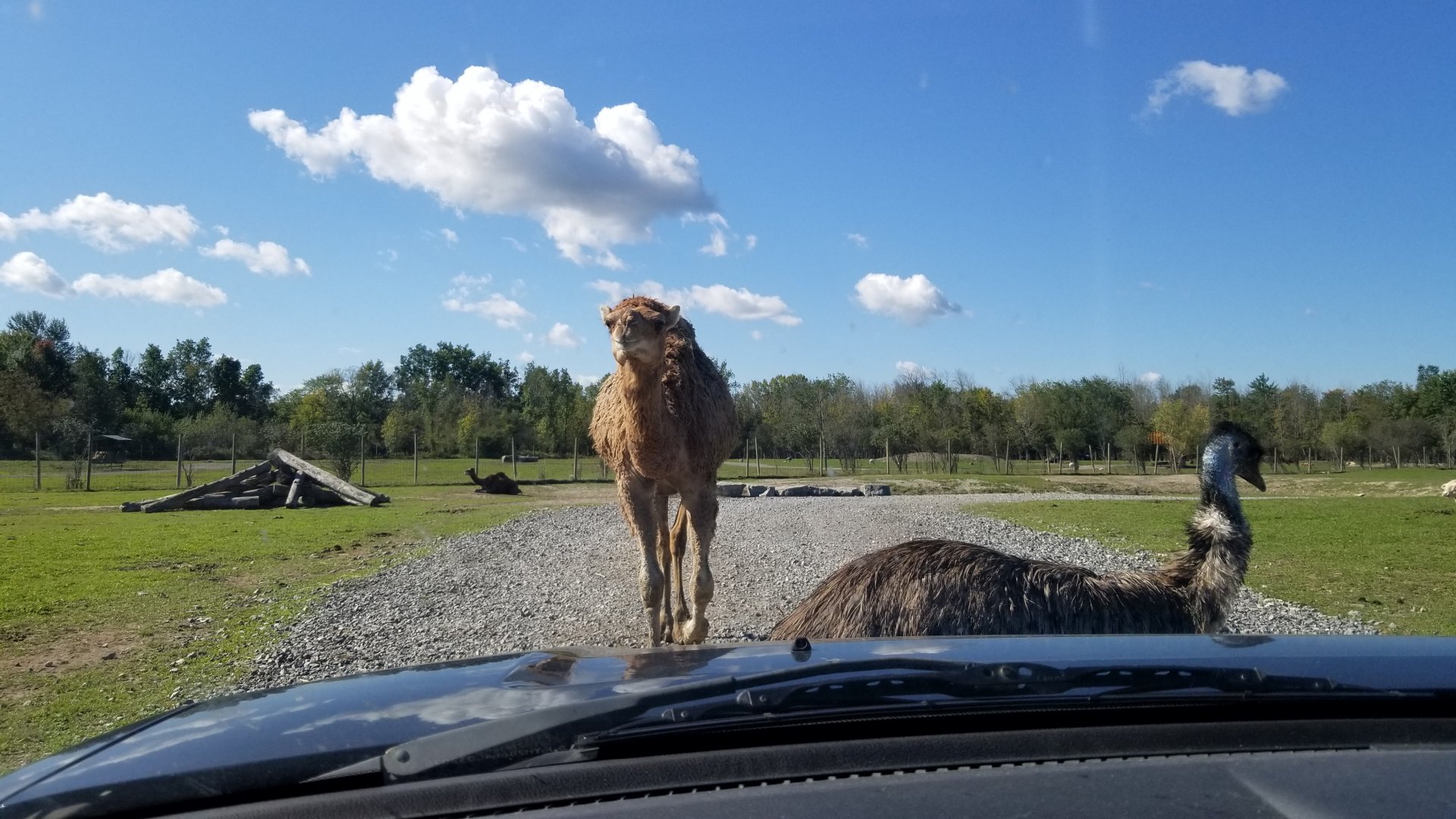 Wild Animal Park - Dromedary, emu