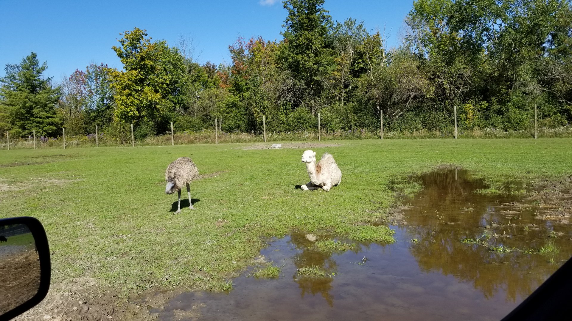 Wild Animal Park - Dromedary, emu