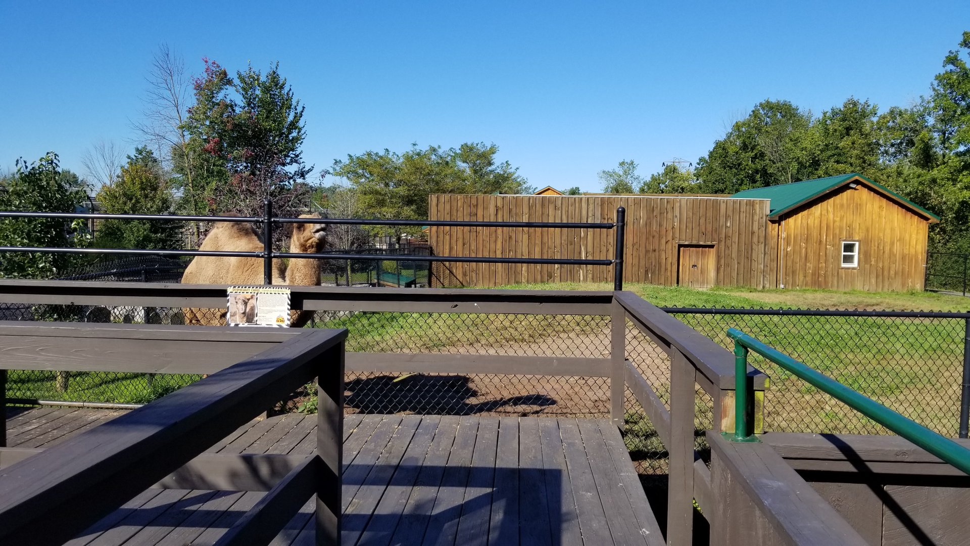 Wild Animal Park - Dromedary, goat