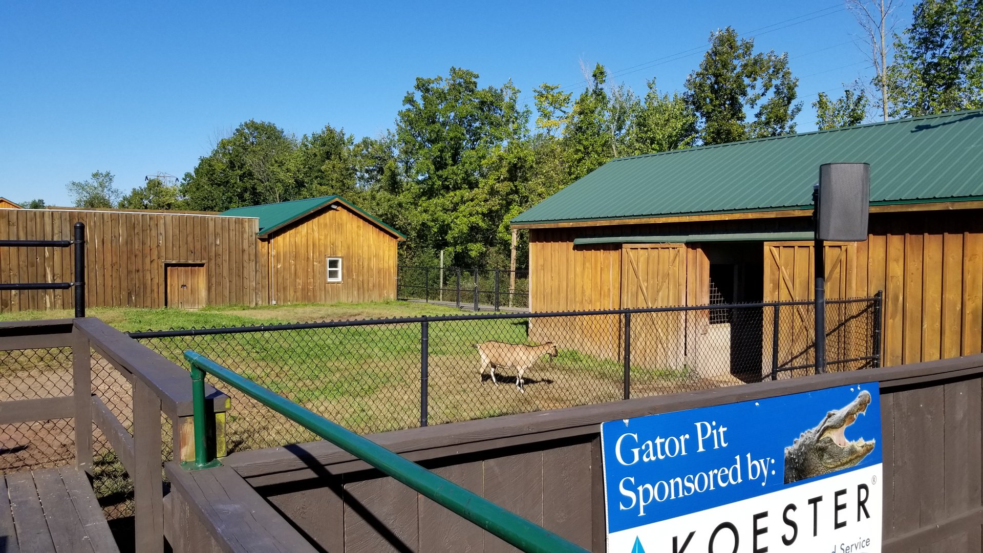 Wild Animal Park - Dromeday, goat