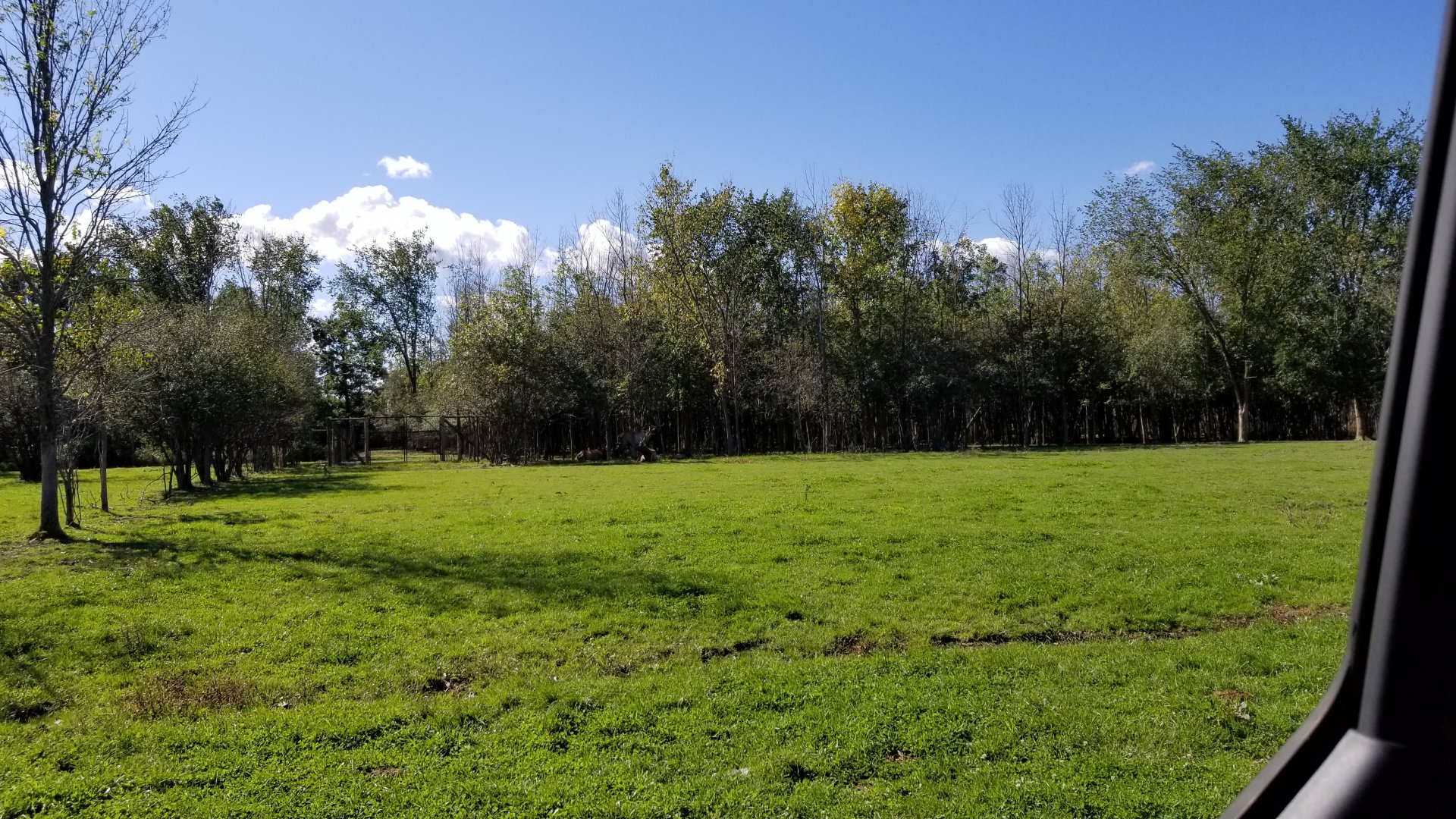 Wild Animal Park - Elk