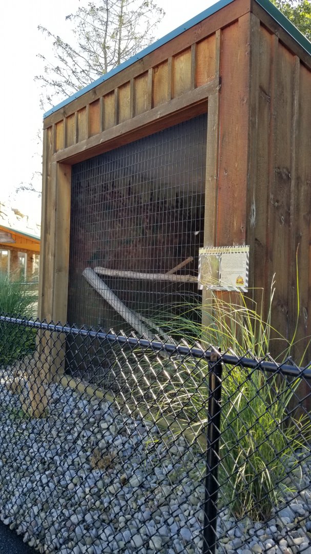 Wild Animal Park - Eurasian eagle owl