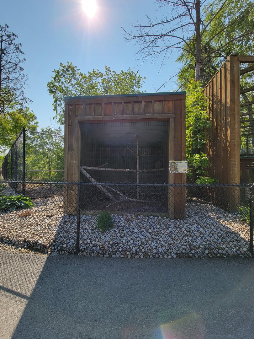 Wild Animal Park - Eurasian Eagle-Owl