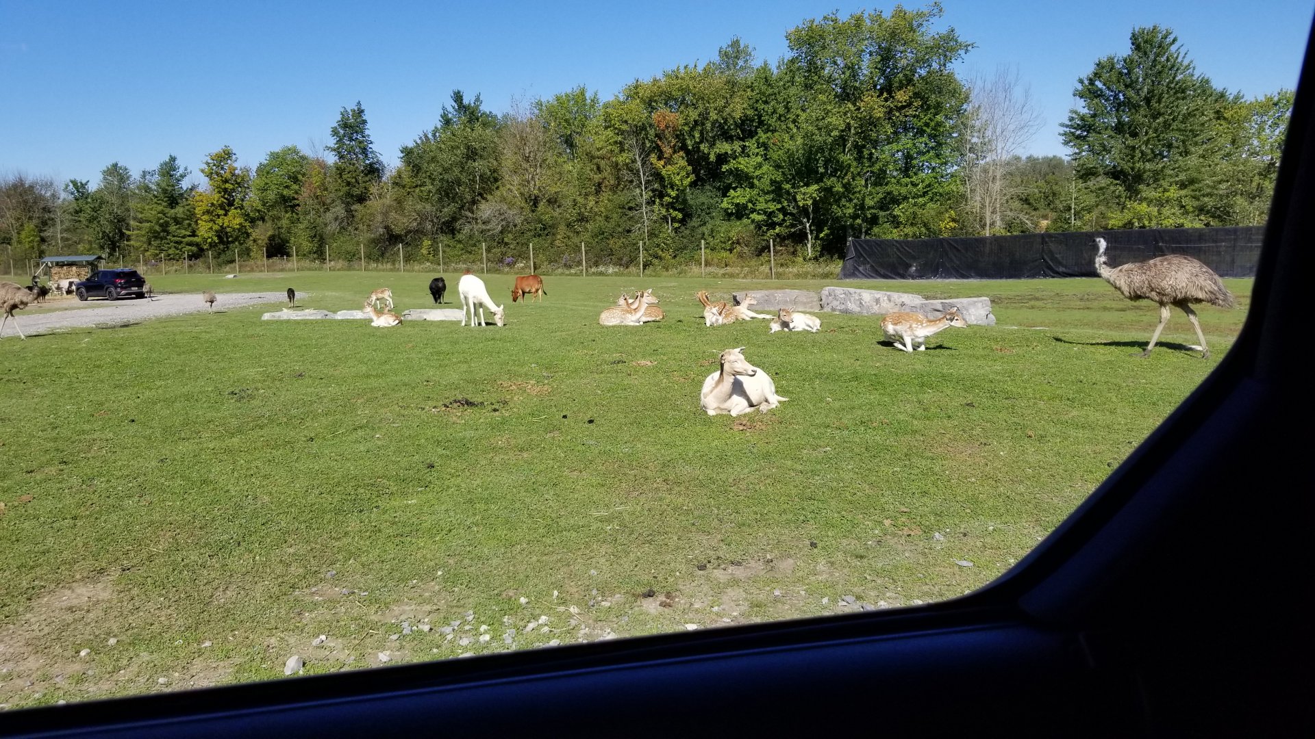 Wild Animal Park - Fallow deer, emu, cattle