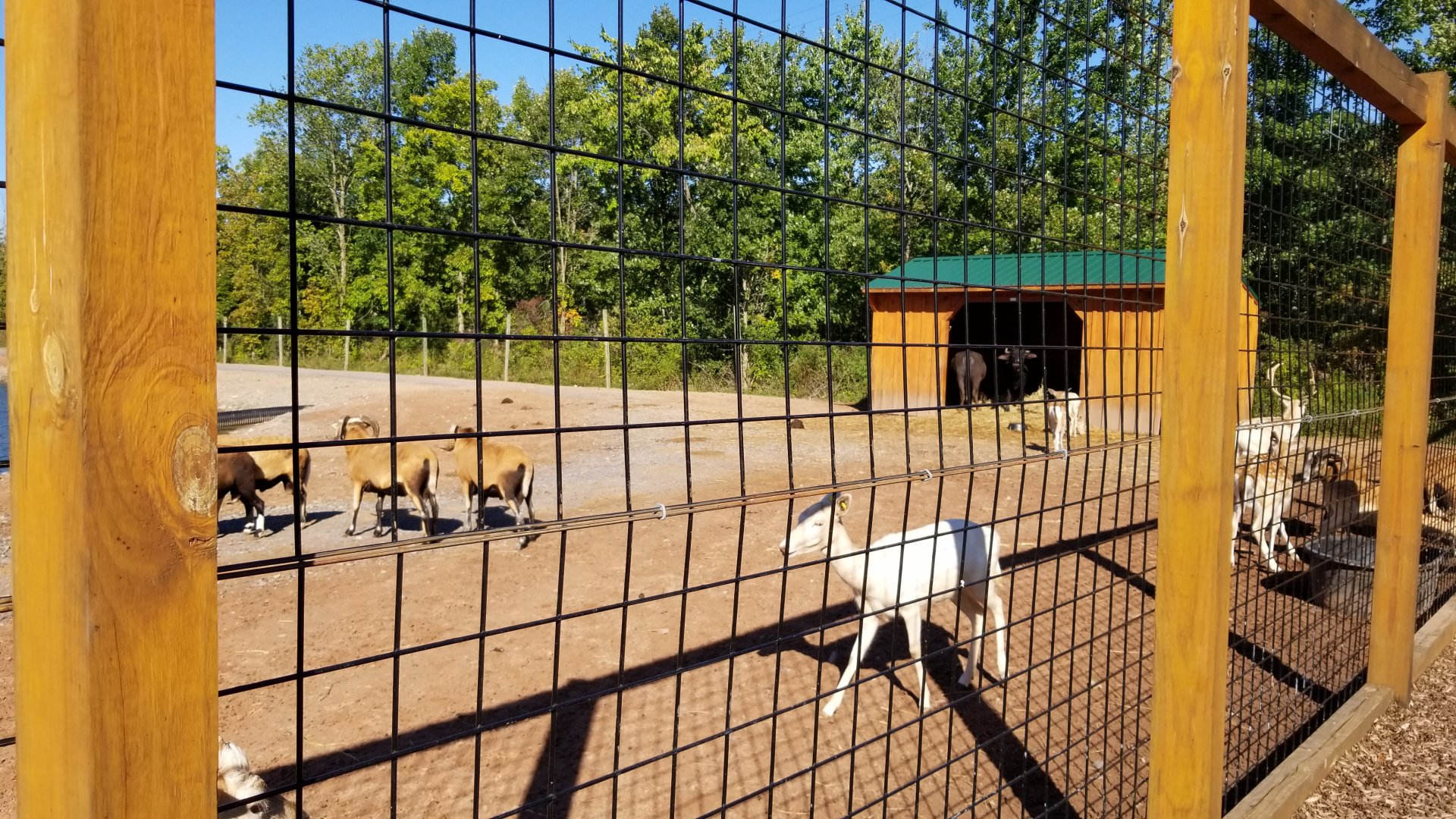 Wild Animal Park - Fallow deer, mouflon, water buffalo