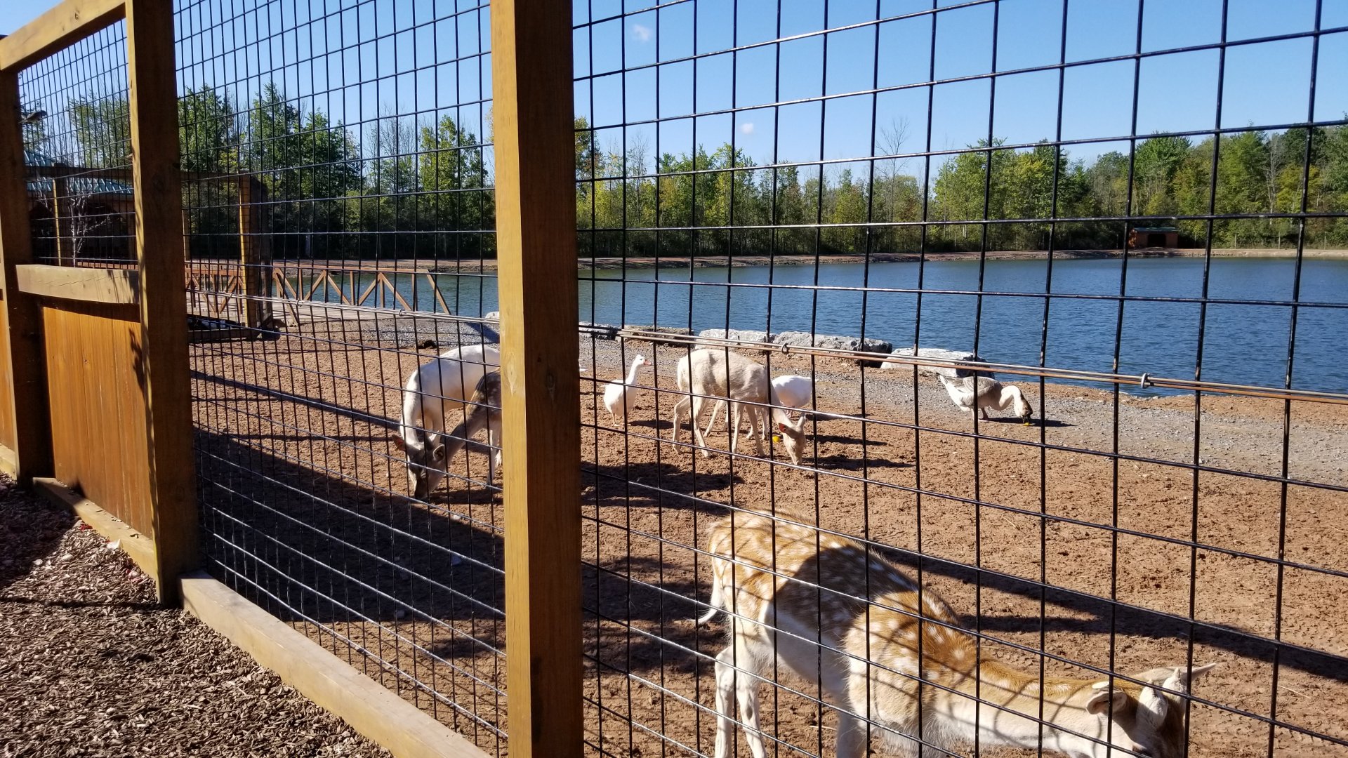 Wild Animal Park - Fallow deer