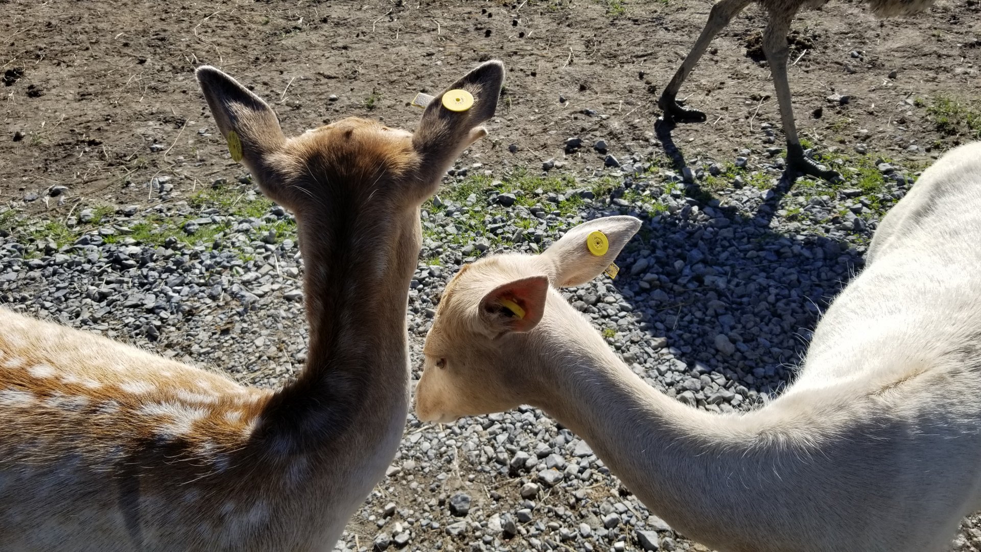 Wild Animal Park - Fallow deer