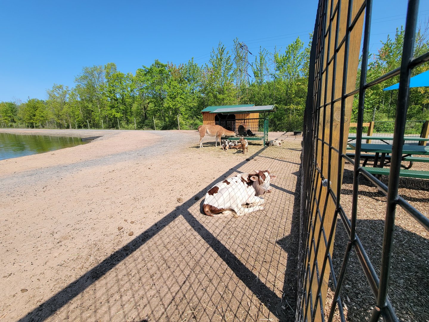 Wild Animal Park - Farm animals in large paddock train goes around