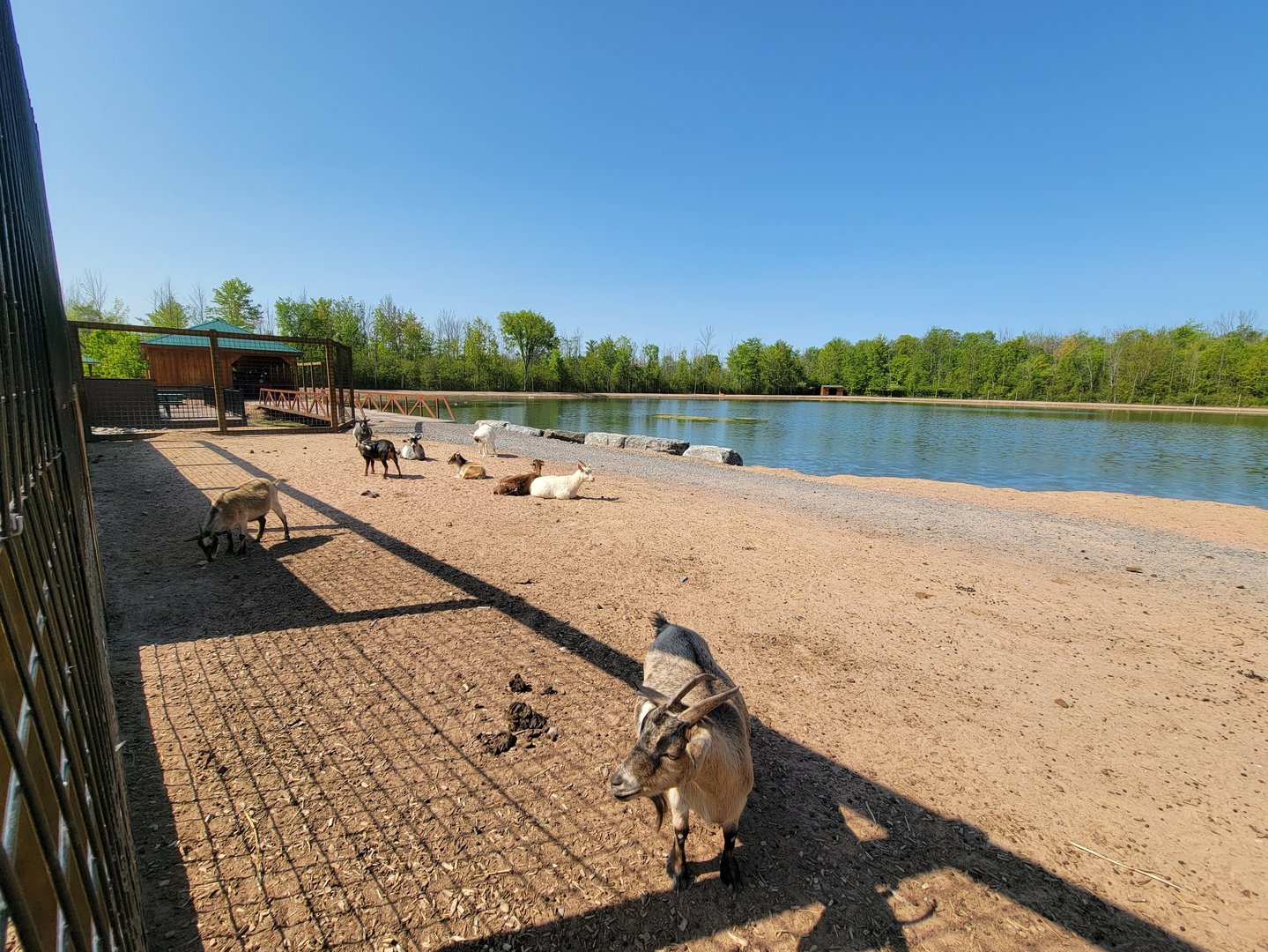 Wild Animal Park - Farm animals in large paddock train goes around